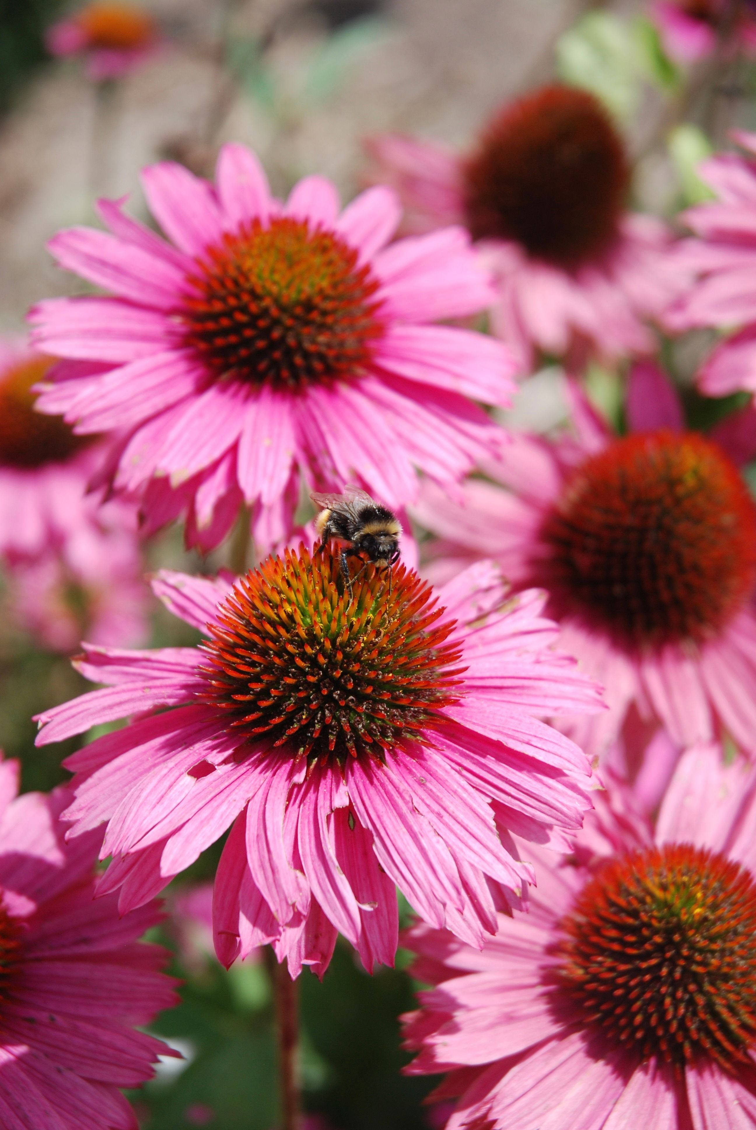Pollinator Favourites