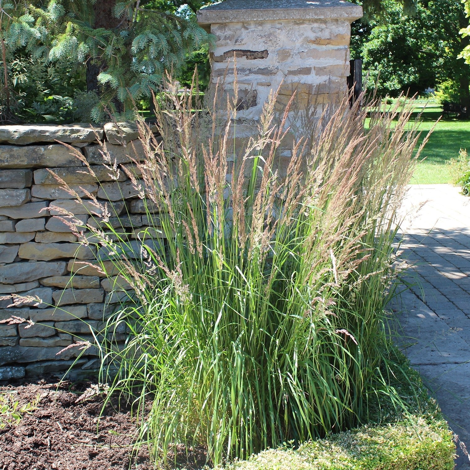 Shop All Grasses - LandscapeDirect