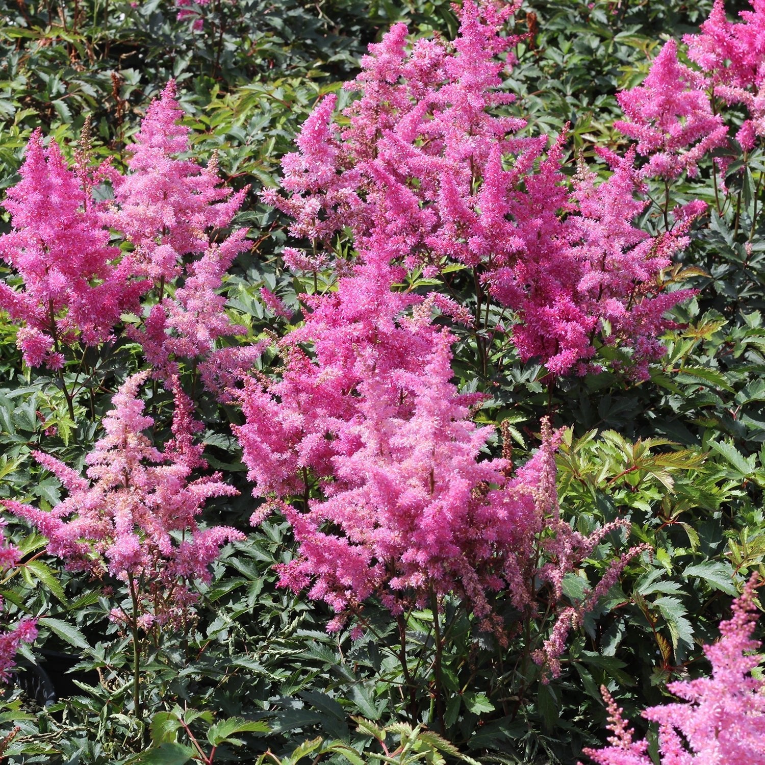 Shop Astilbes - LandscapeDirect