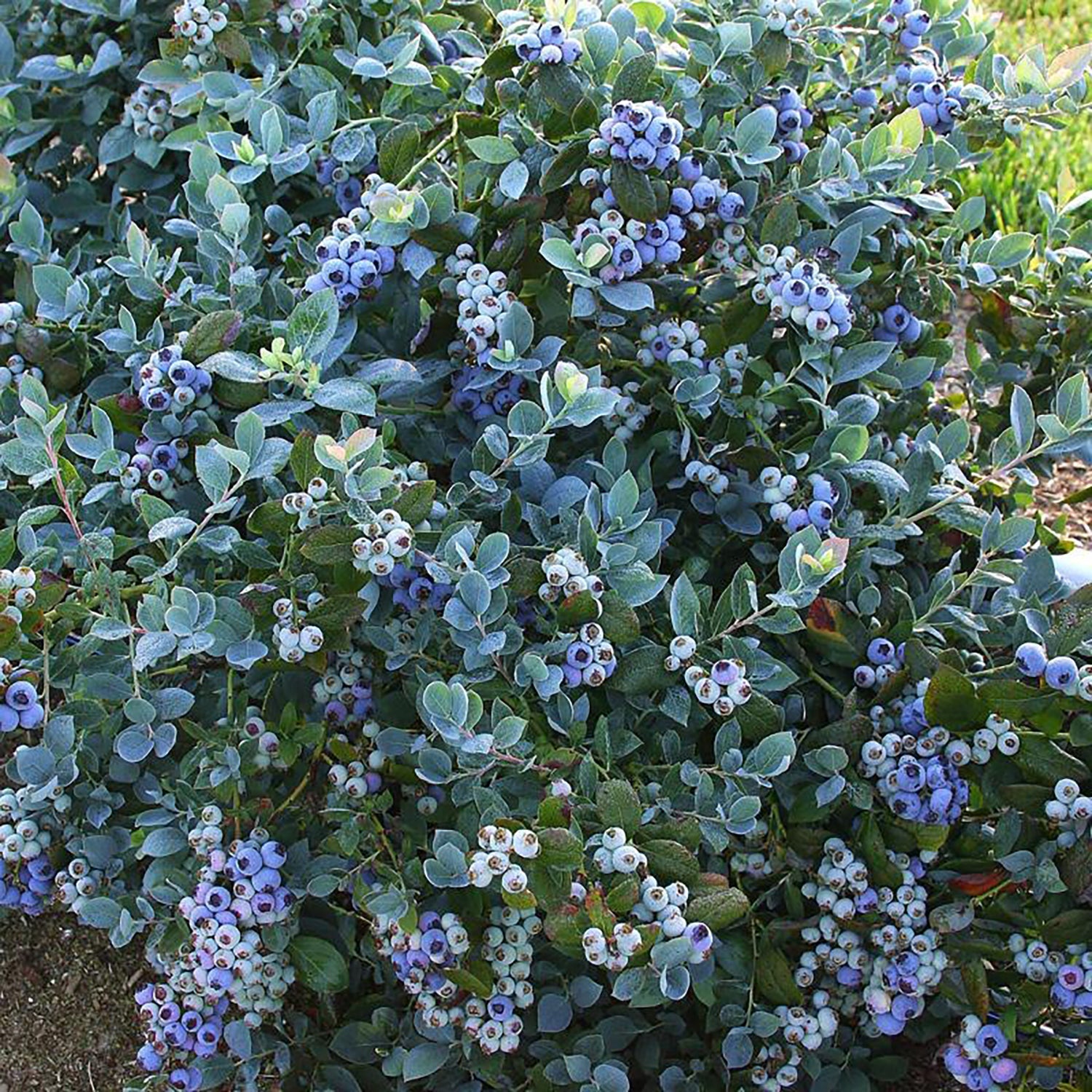 Shop Blueberry Bushes - LandscapeDirect