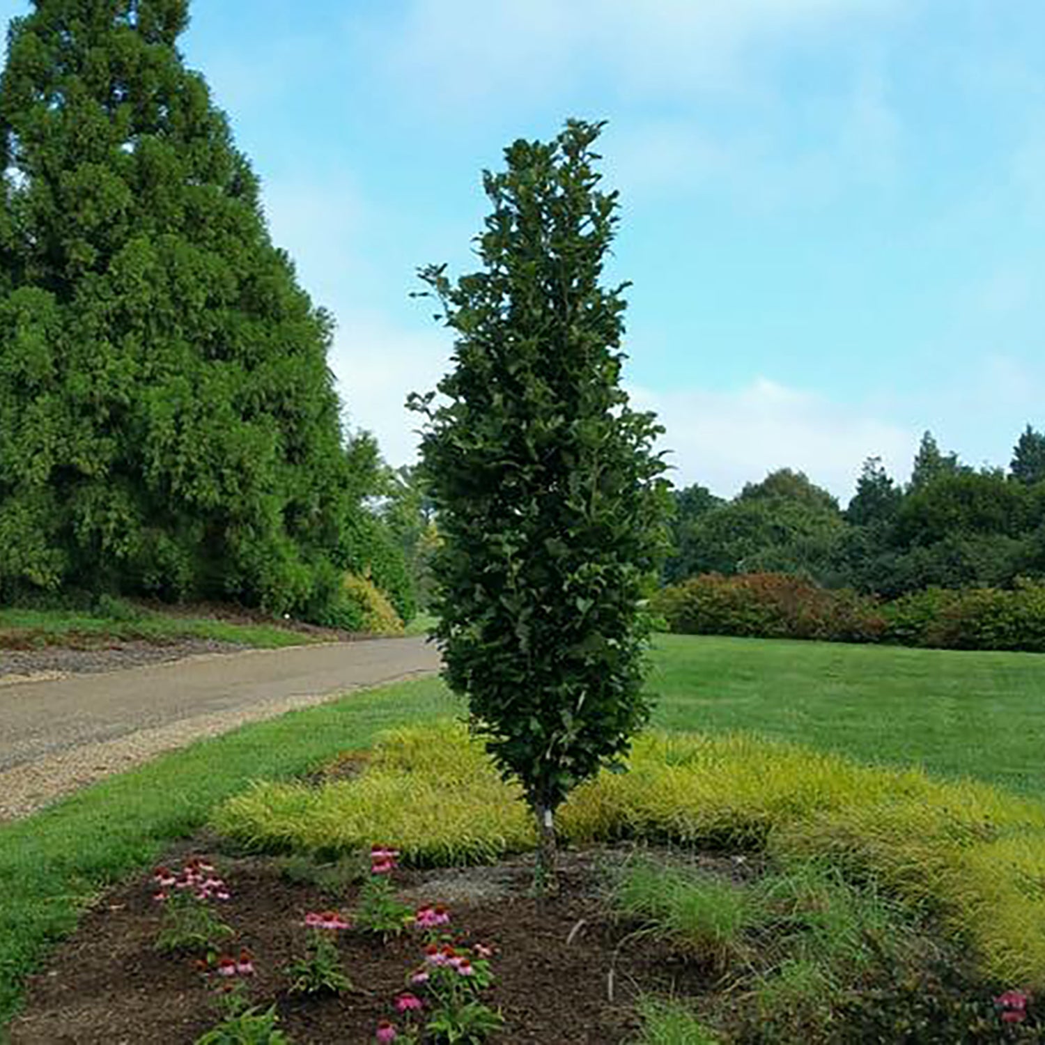 Shop Columnar Trees - LandscapeDirect