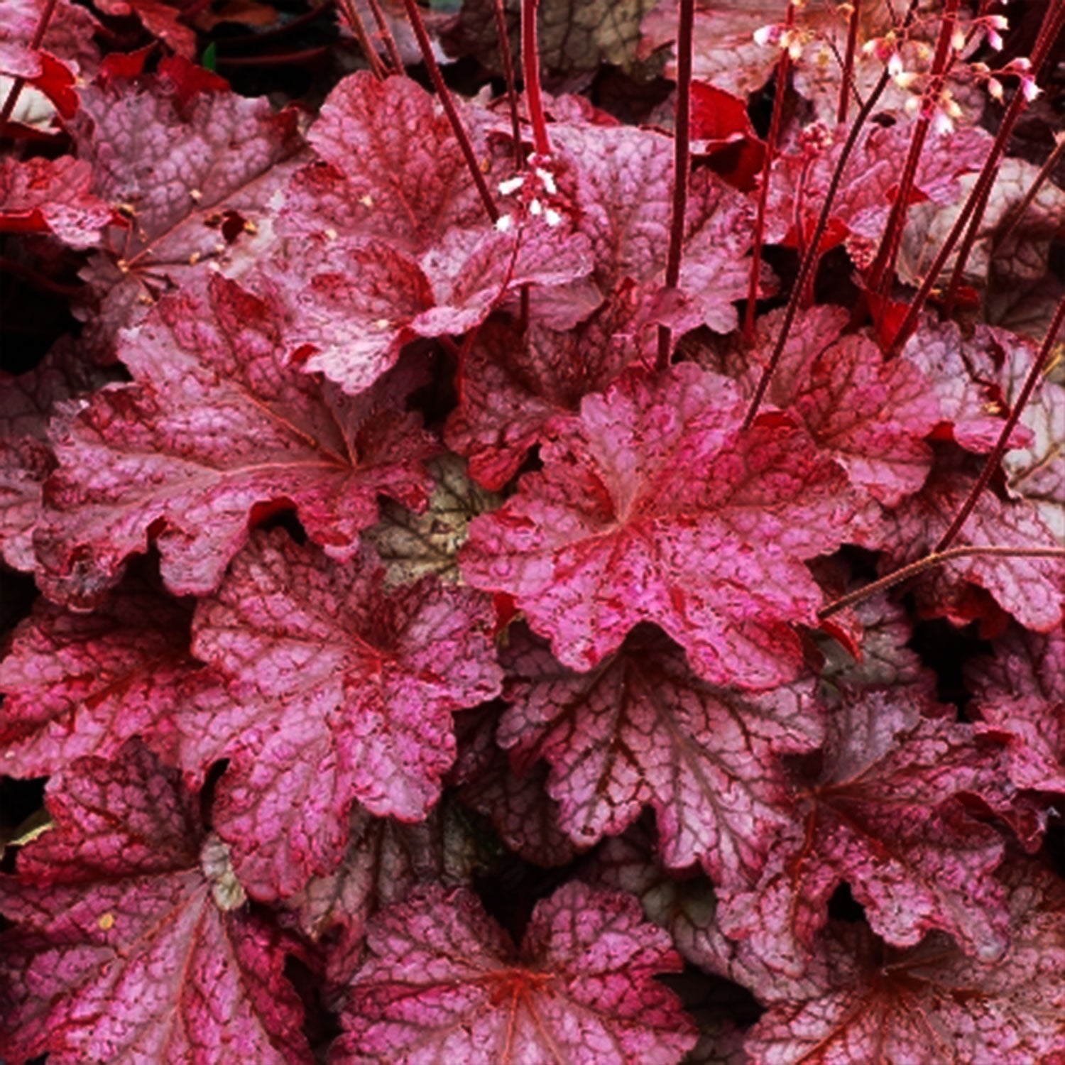 Shop Coral Bells - LandscapeDirect