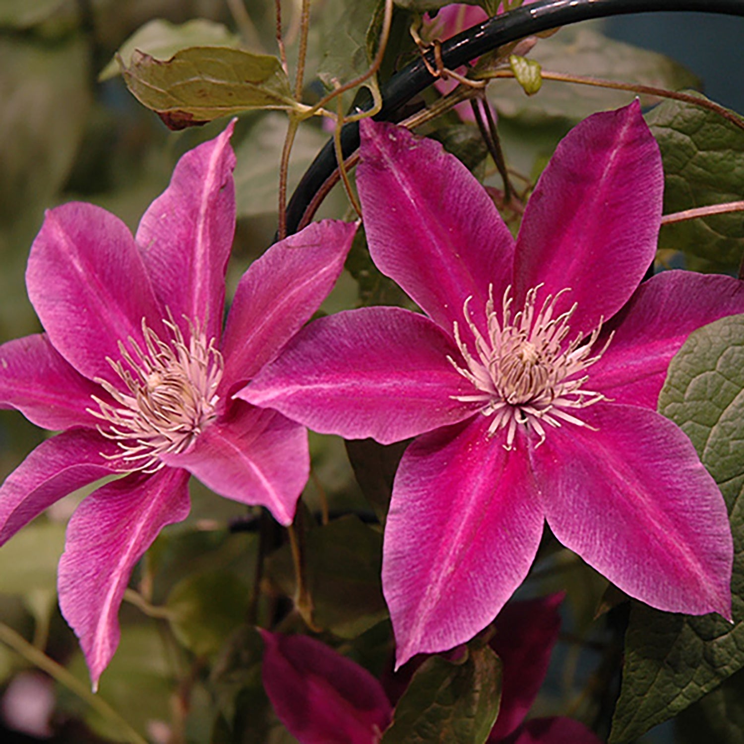 Shop Flowering Vine - LandscapeDirect