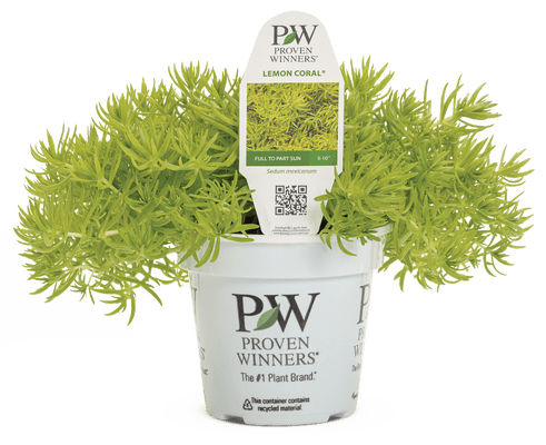 Shop Foliage Annuals - LandscapeDirect