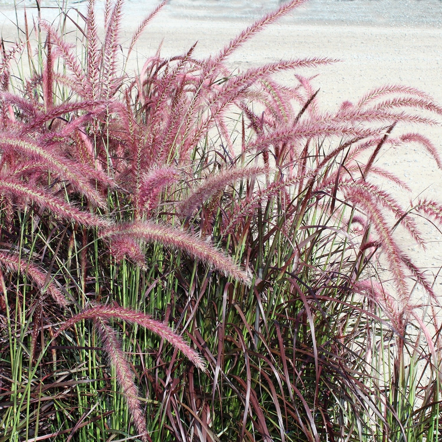 Shop Fountain Grass - LandscapeDirect