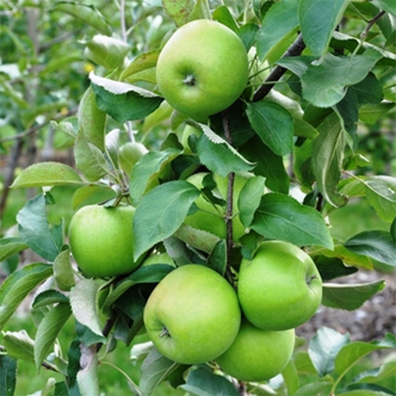 Shop Fruit Trees - LandscapeDirect