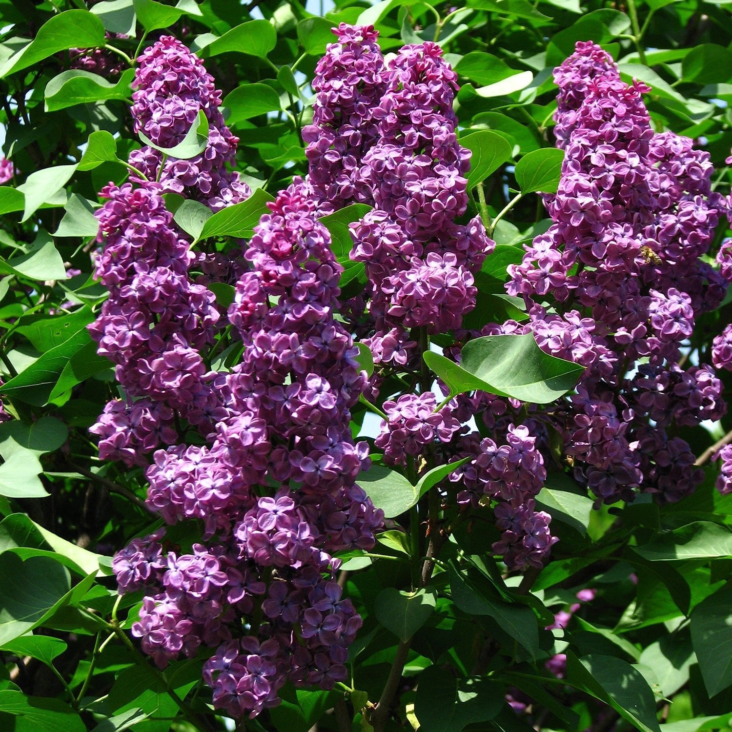 Shop Lilac - LandscapeDirect