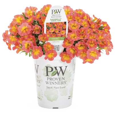 Shop Multi Colour Annuals - LandscapeDirect