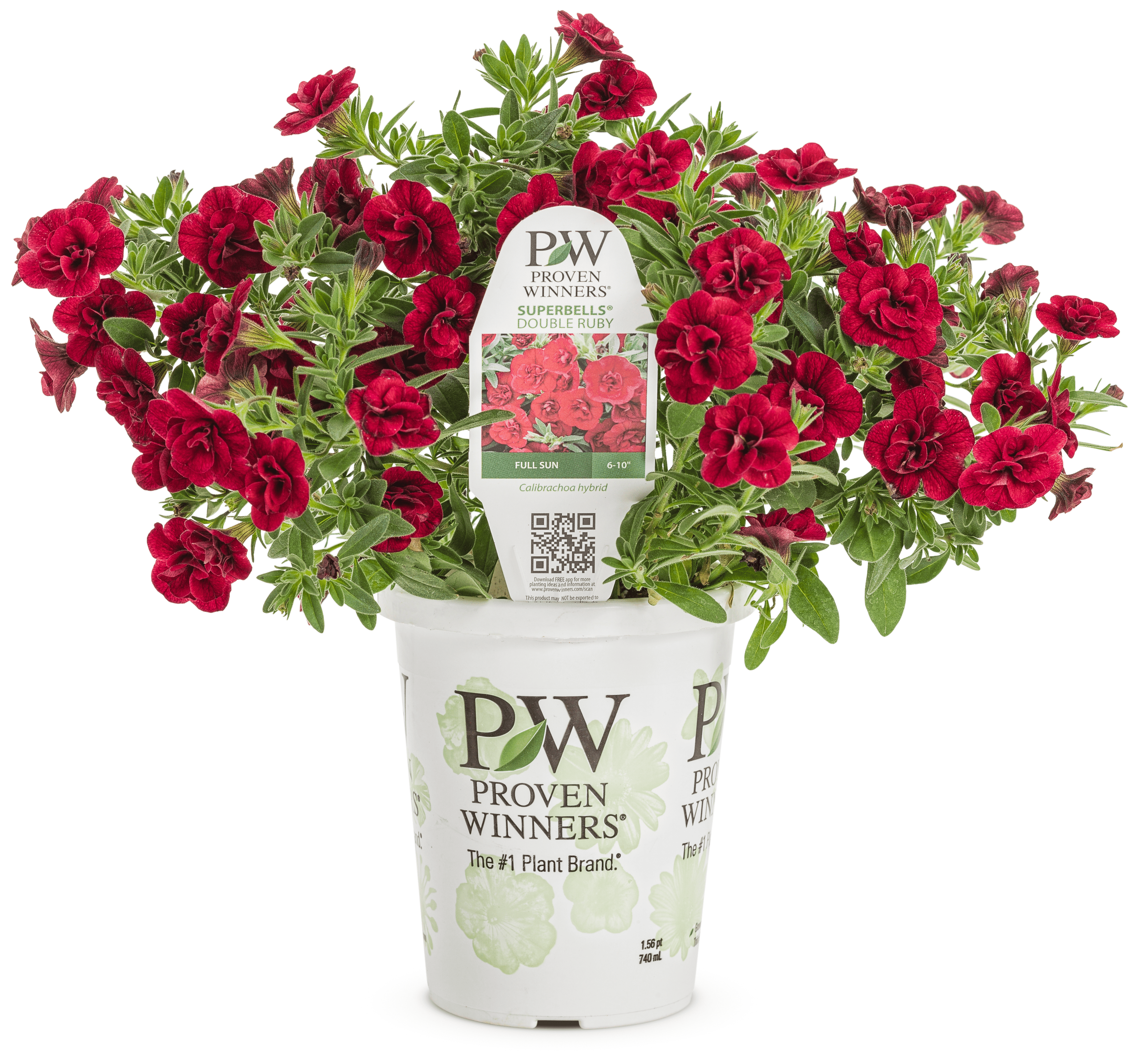 Shop Red Annuals - LandscapeDirect