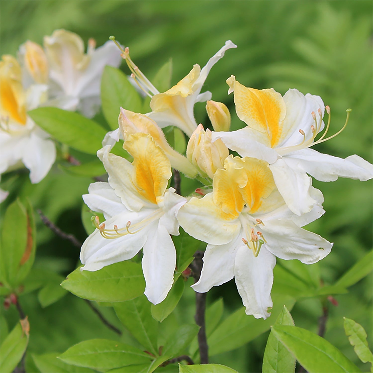 Shop Shade Tolerant Shrubs - LandscapeDirect