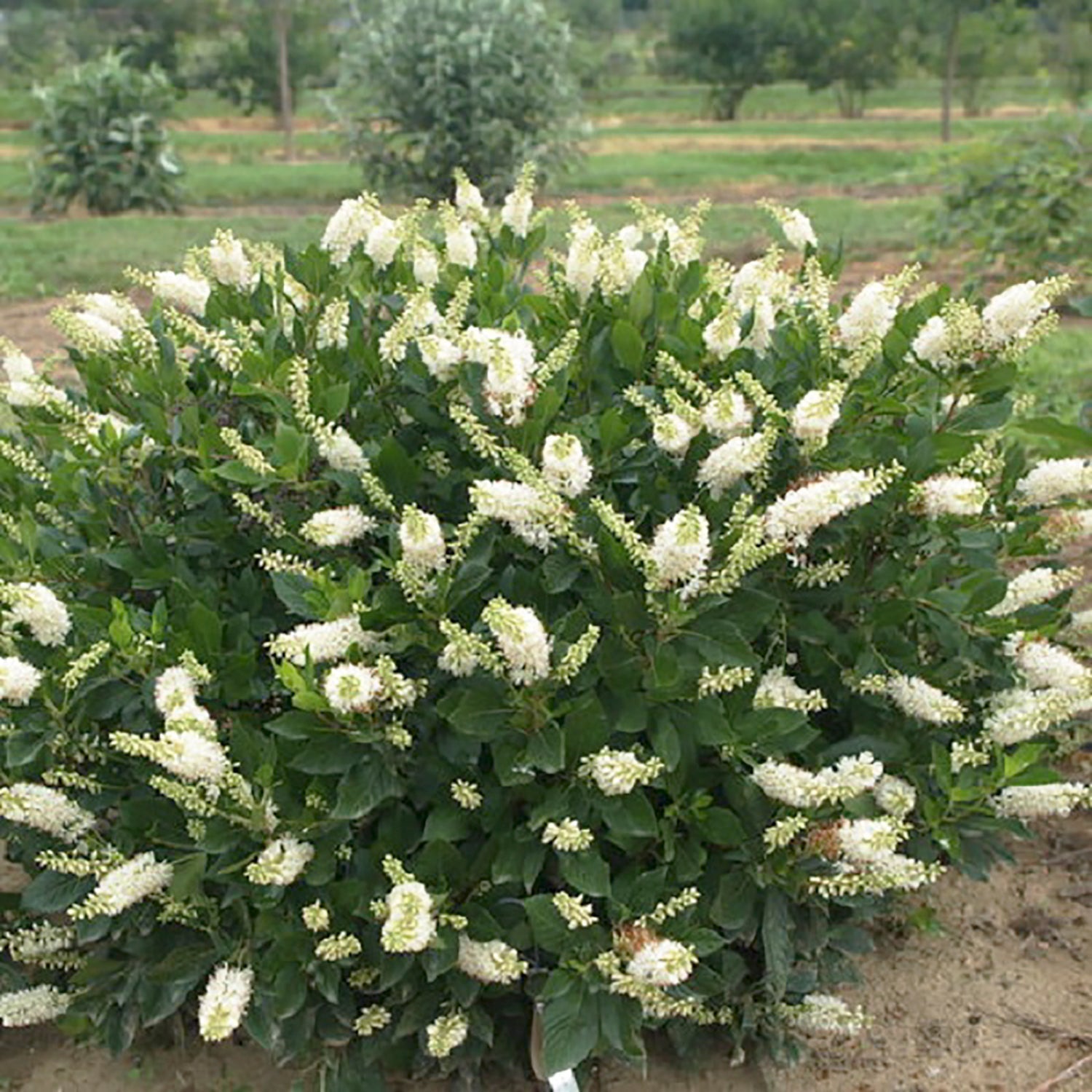 Shop Summer Sweet - LandscapeDirect