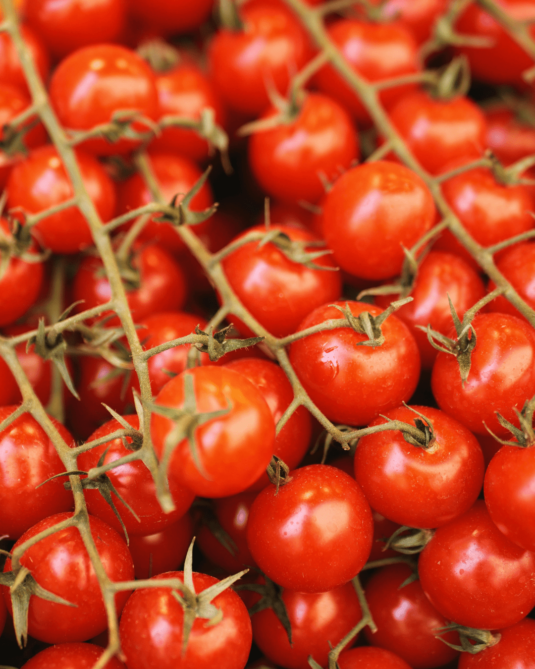 Shop Tomatoes - LandscapeDirect