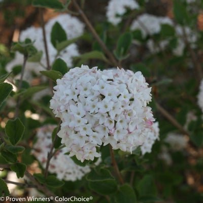Shop Viburnum - LandscapeDirect