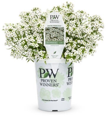 Shop White Annuals - LandscapeDirect