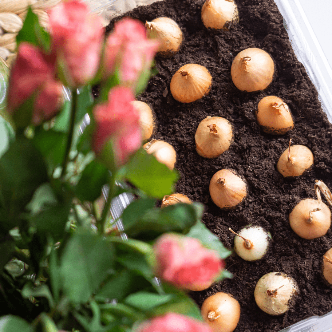 Spring Plants - LandscapeDirect