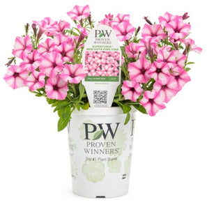 Shop Pink Annuals