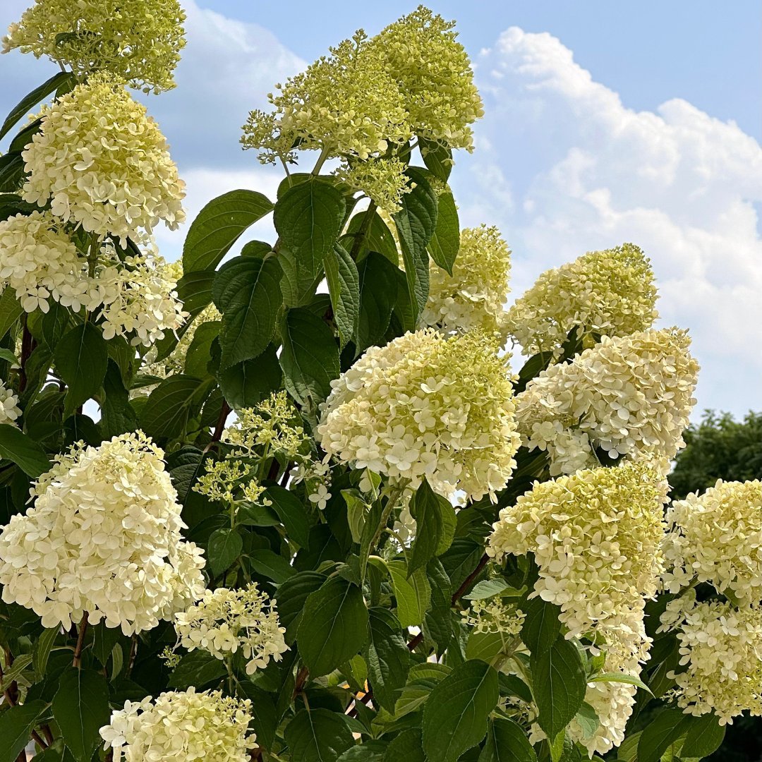 Trees - LandscapeDirect