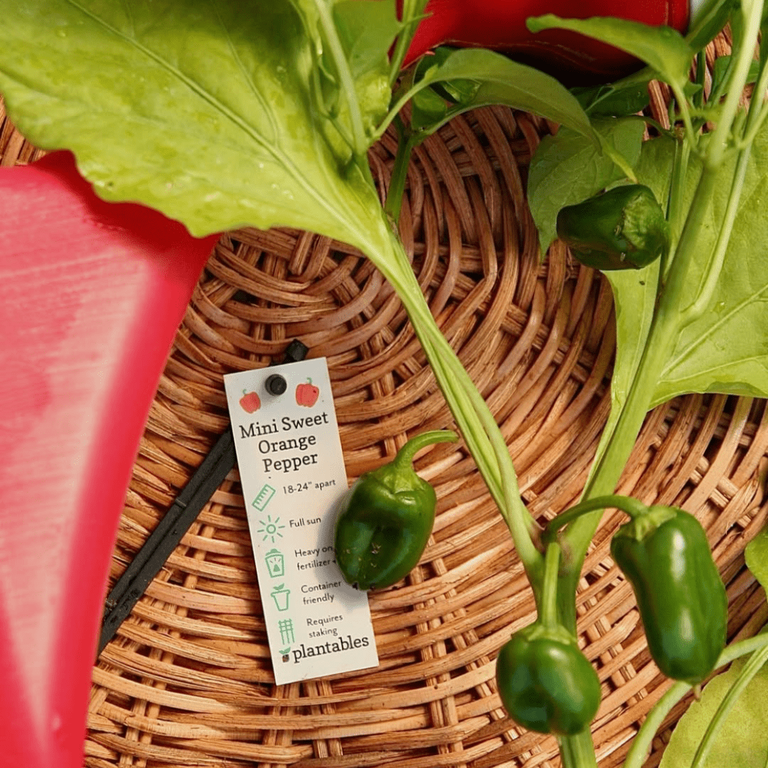 Vegetables - LandscapeDirect