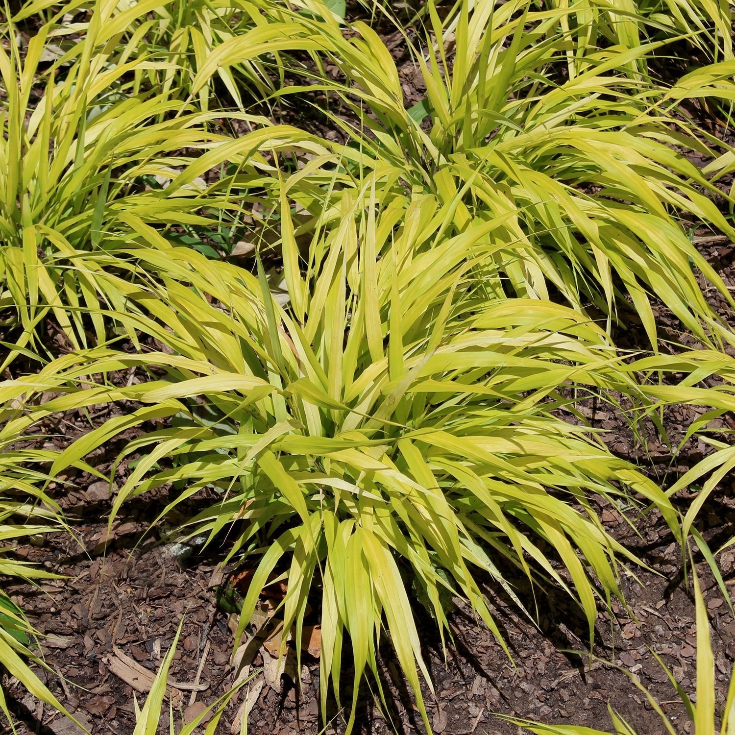 Yellow - LandscapeDirect