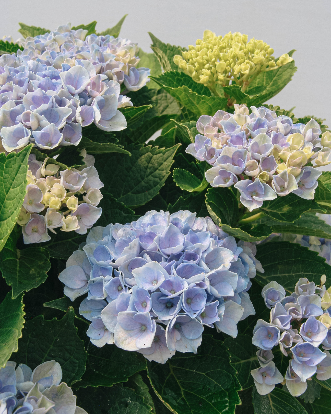 Hortensia de la révolution
