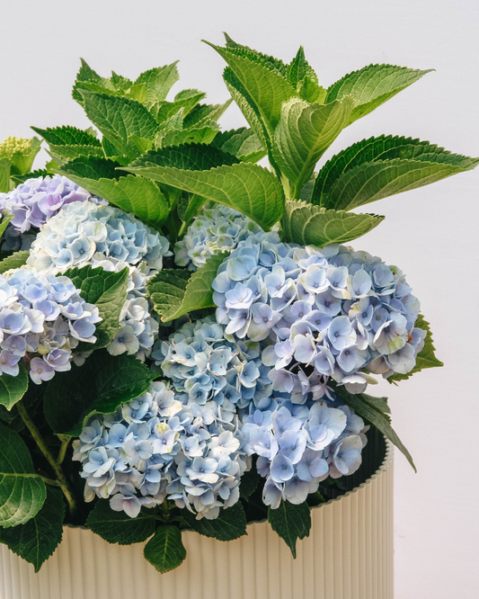 Hortensia de la révolution