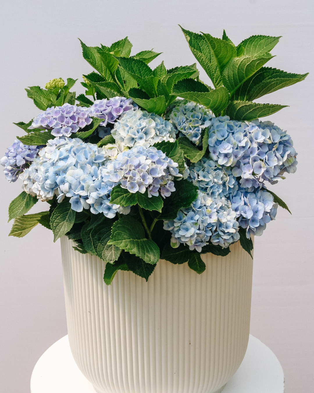 Hortensia de la révolution