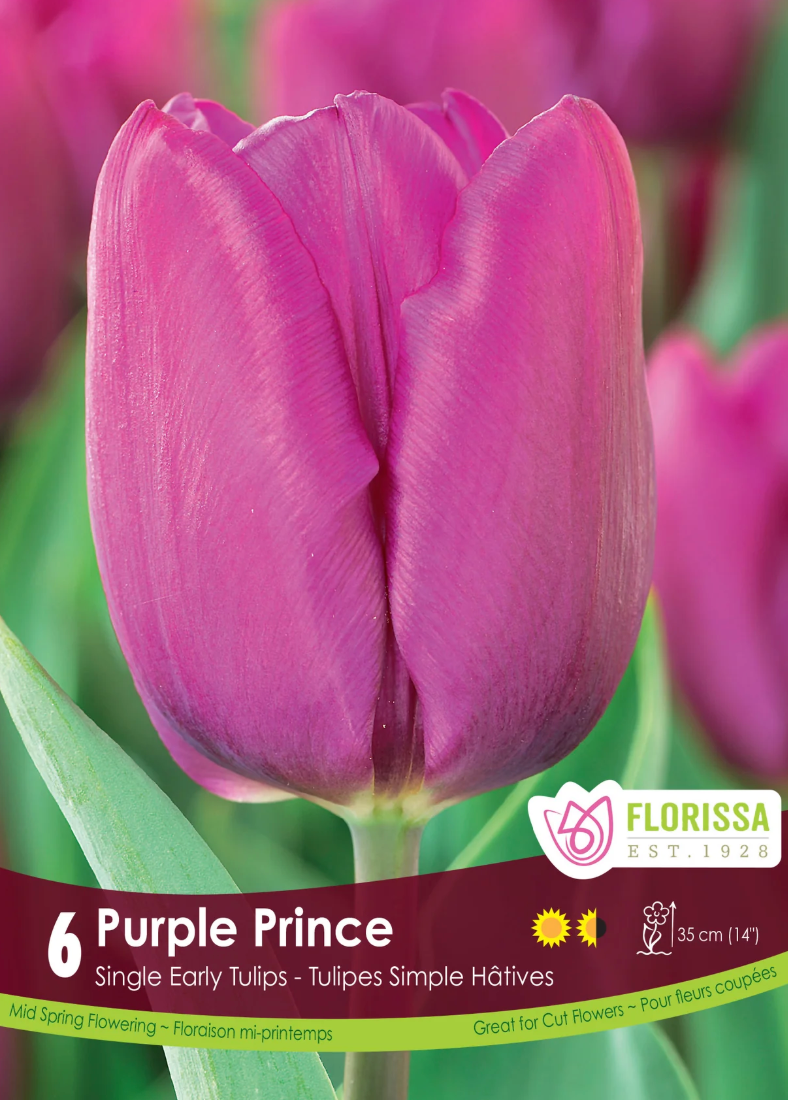 Purple Prince Tulip
