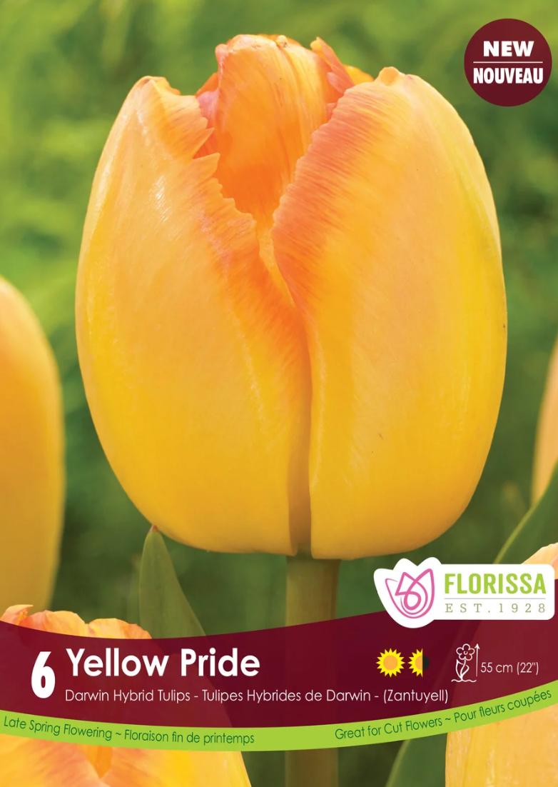 Yellow Pride Tulip