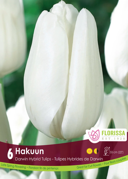 Hakuun Tulip