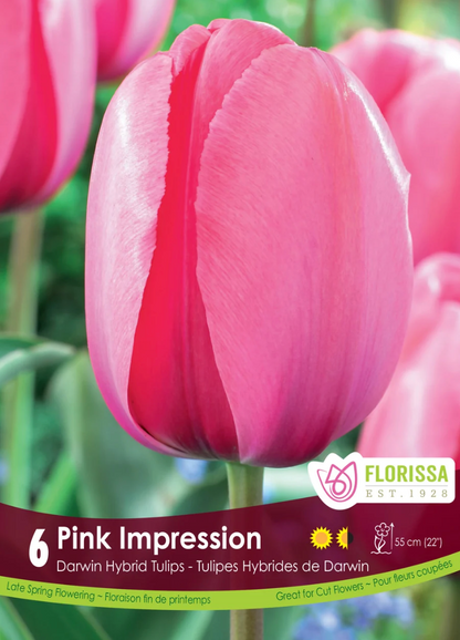 Pink Impression Tulip