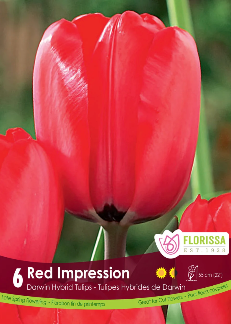 Red Impression Tulip