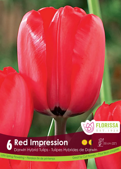Red Impression Tulip