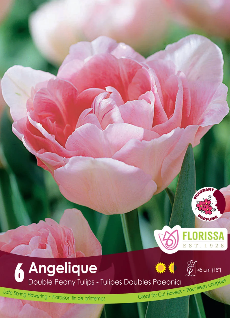 Angelique Tulip