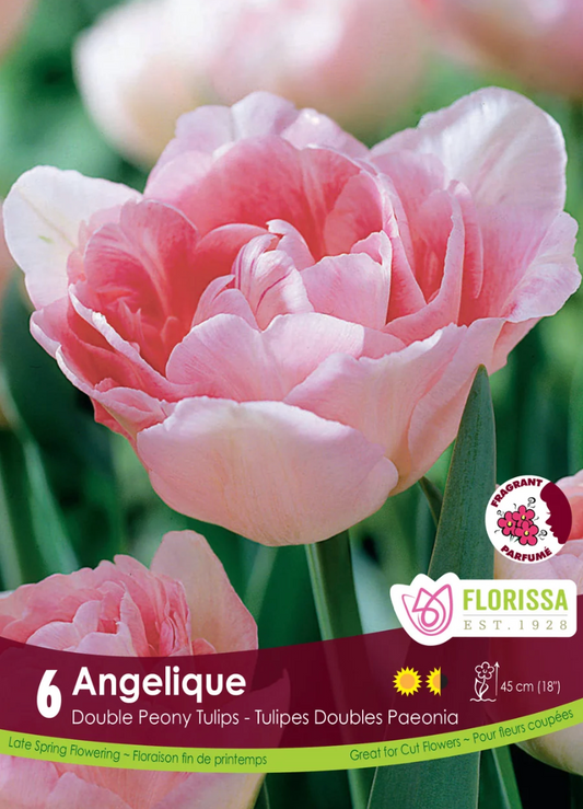 Angelique Tulip