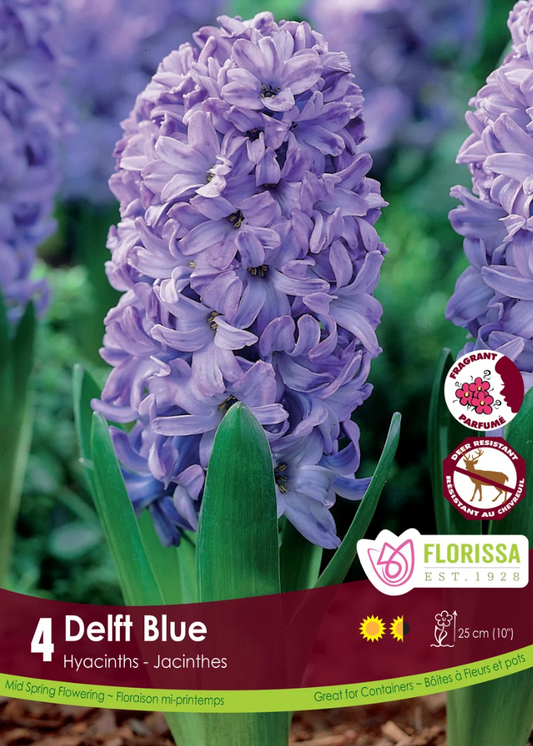 Delft Blue Hyacinth
