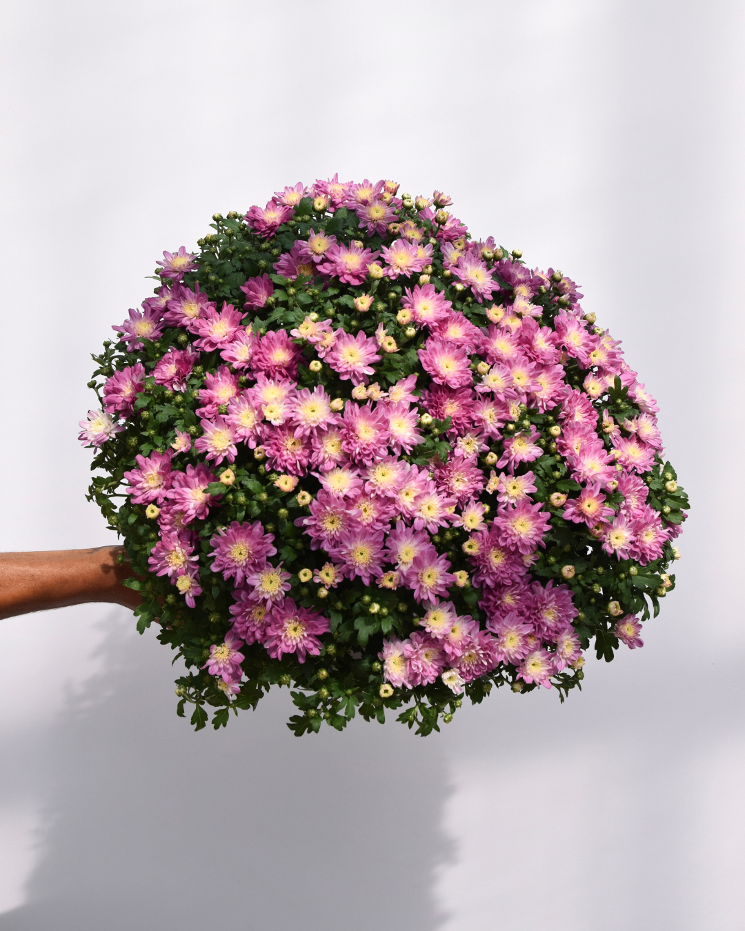 Fall Mums