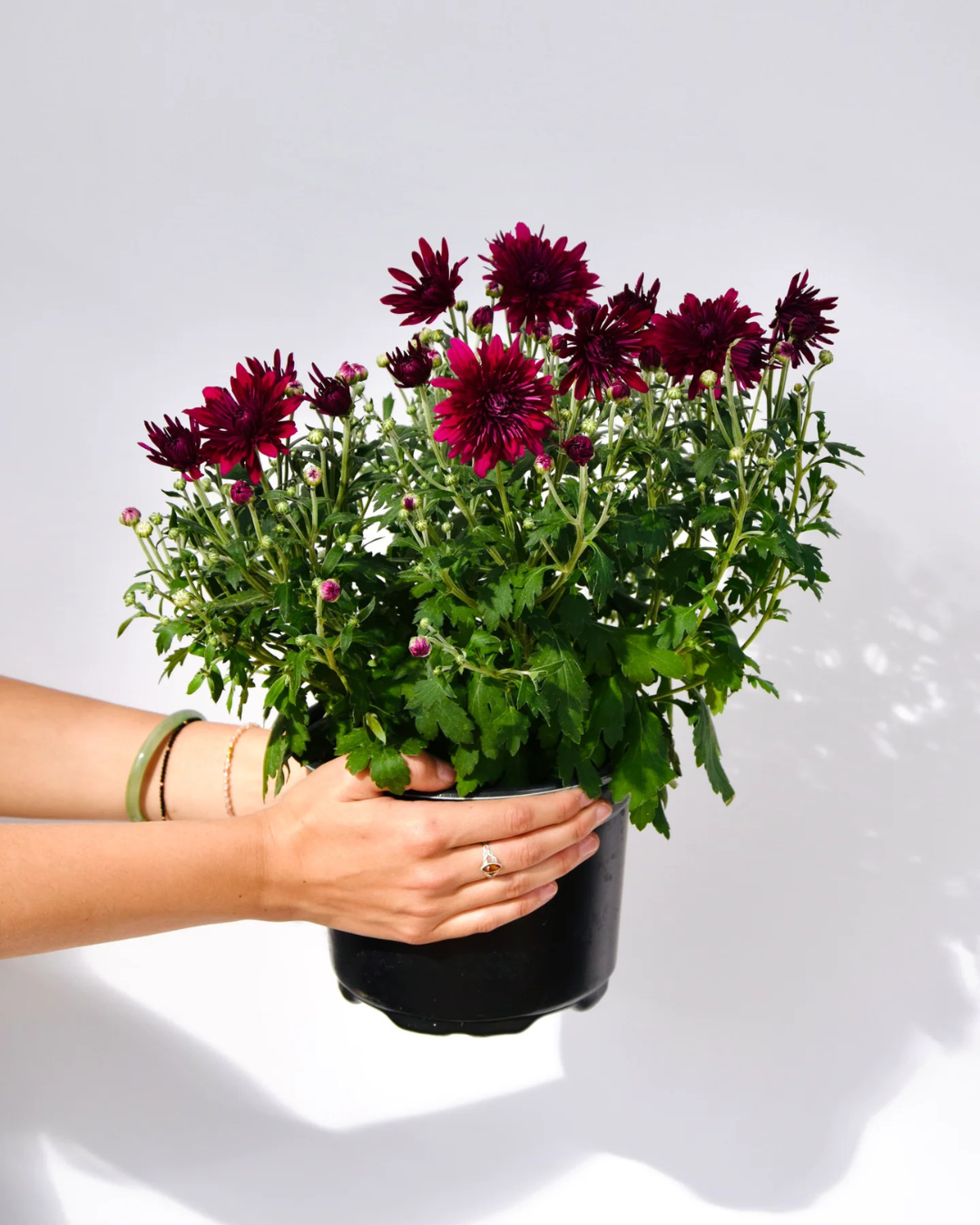 Fall Mums