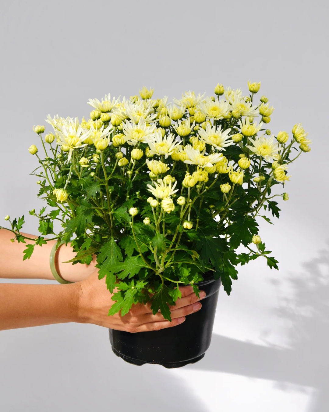 Fall Mums
