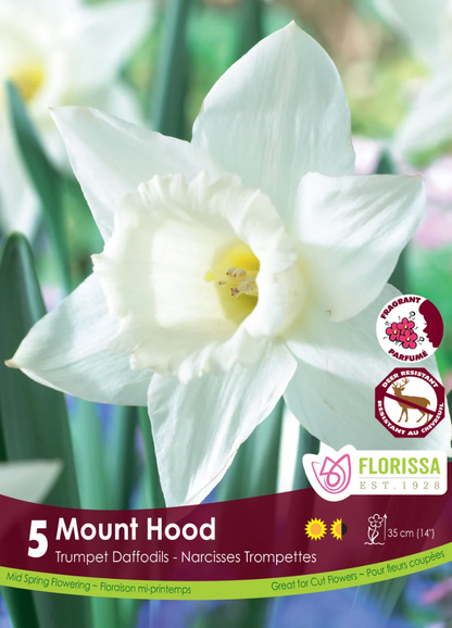 Mount Hood Daffodil