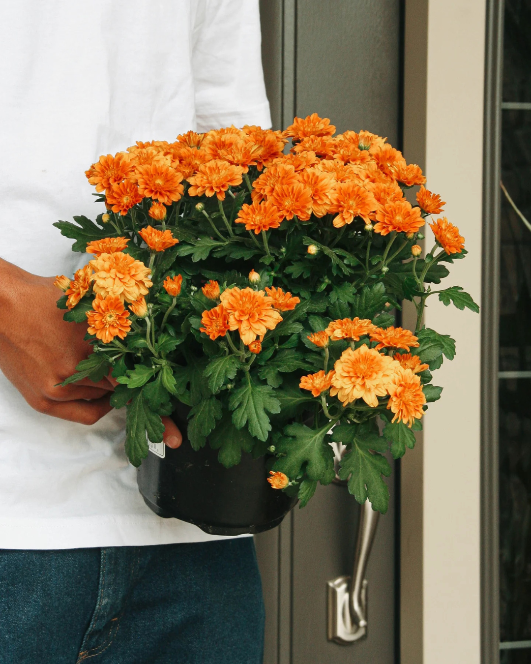 Fall Mums
