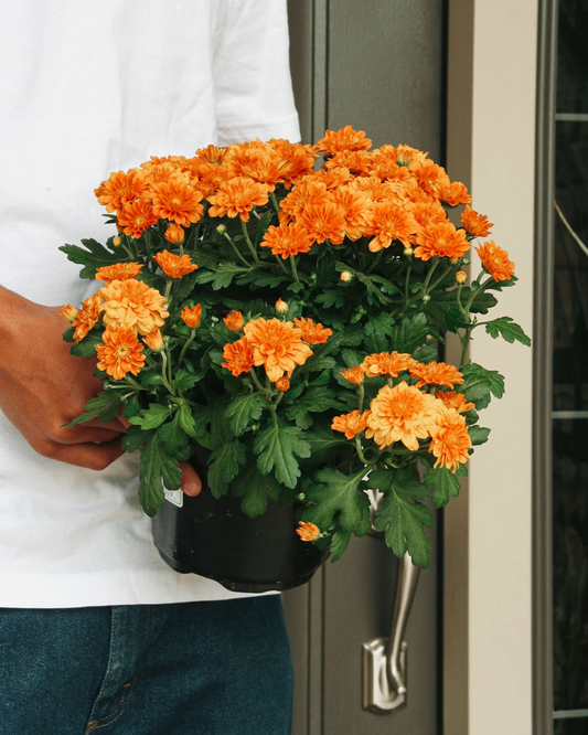 Fall Mums