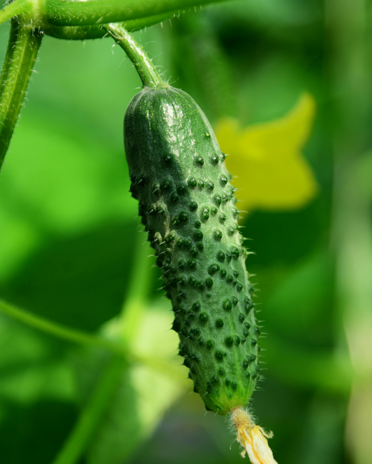 Pickling Cucumber