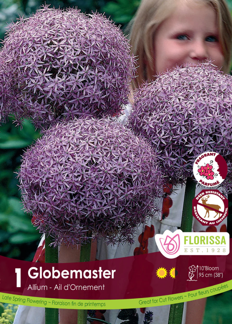 Globemaster Allium