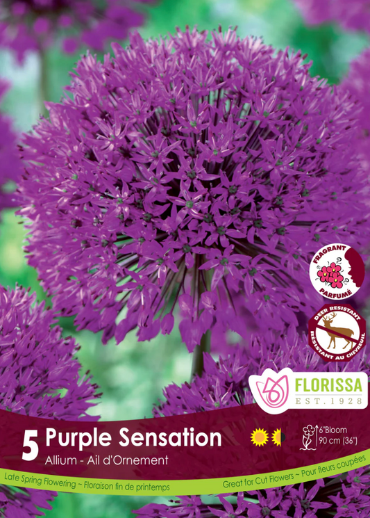 Purple Sensation Allium