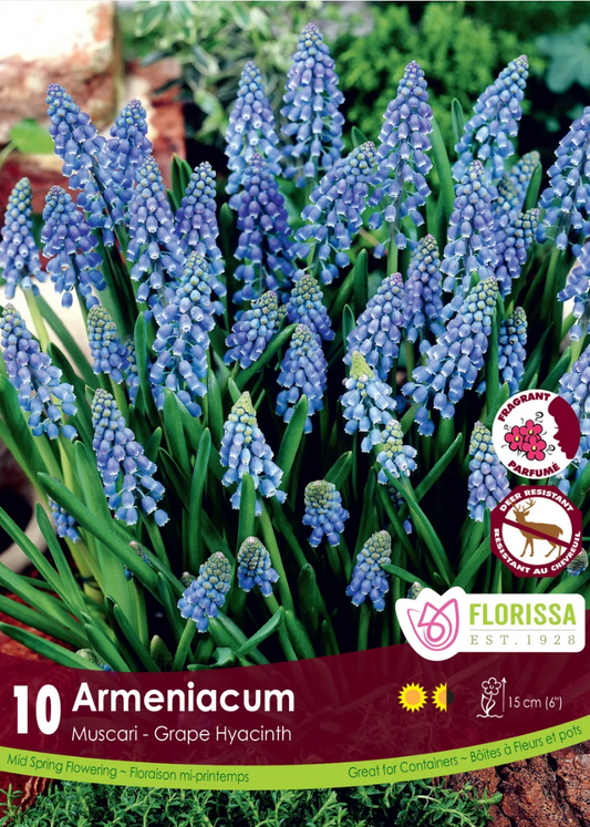 Armeniacum Grape Hyacinth