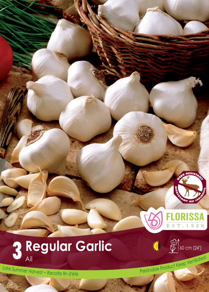 Regular Garlic