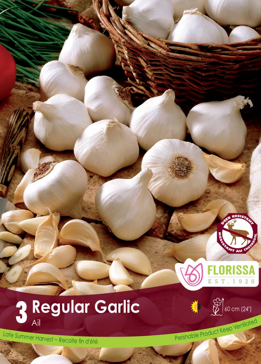 Regular Garlic