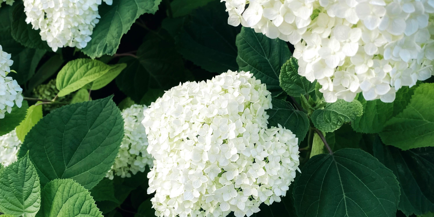Heritage Garden Collection