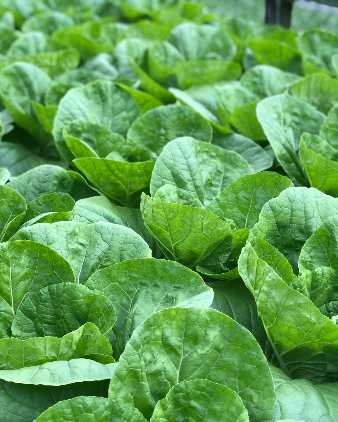 Salade verte croustillante Salanova