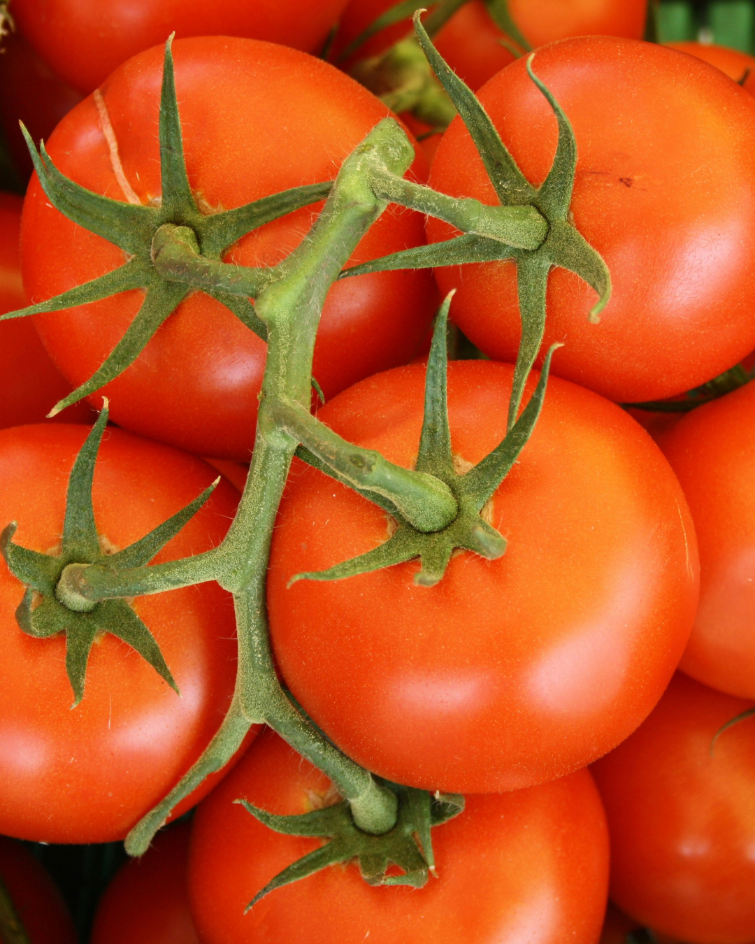 Grosse tomate au boeuf